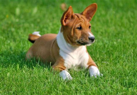 Red male. . Basenji dogs for sale